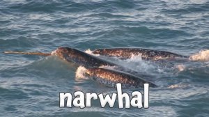 Winter Animals - Learning Winter Animals for Children