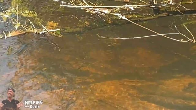 Herping with Kevin #1 - Wood Turtles in New Hampshire смотреть онлайн