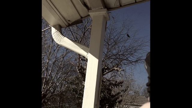 Shooting a bird and squirrel with a Bb Gun смотреть онлайн
