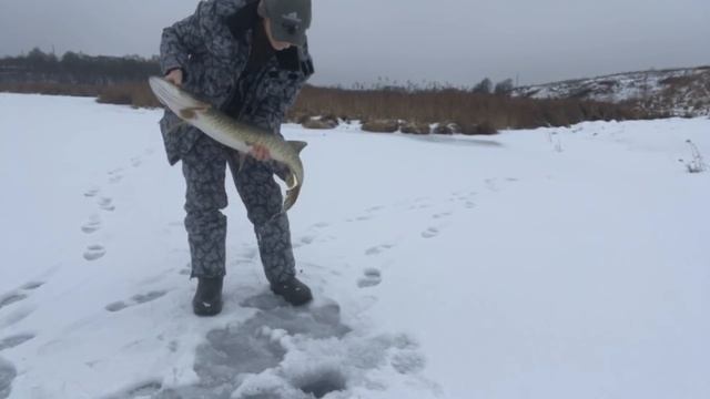 Ловля щуки на жерлицы зимой 2018 - 2019г смотреть онлайн