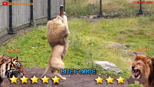 Lion VS Tiger - Tiger VS Lion Amazing Comparison! - Blondi Foks смотреть онлайн