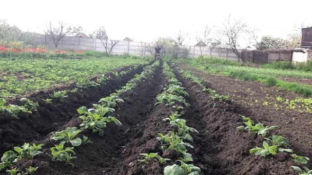 Підгортання картоплі мотоблоком смотреть онлайн