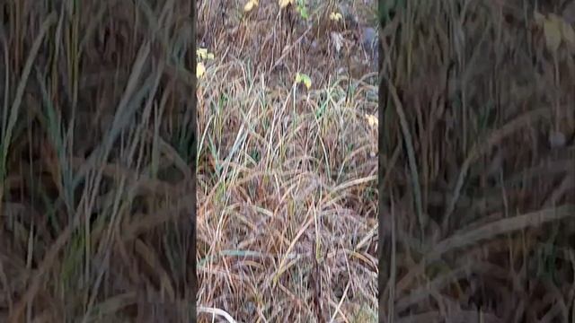 ЛАСКА!!! Маленький зверек! смотреть онлайн