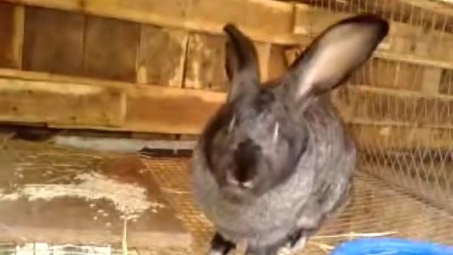 Кокцидиоз у кроликов – лечение болезни, симптомы, профилактика. смотреть онлайн