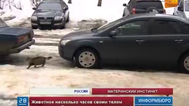 В Калужской области кошка спасла жизнь новорожденному ребенку смотреть онлайн