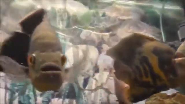 Слушать каран и успокоения нерви и головой боль смотреть онлайн