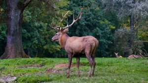 Благородные олени в дикой природе#животные#музыка