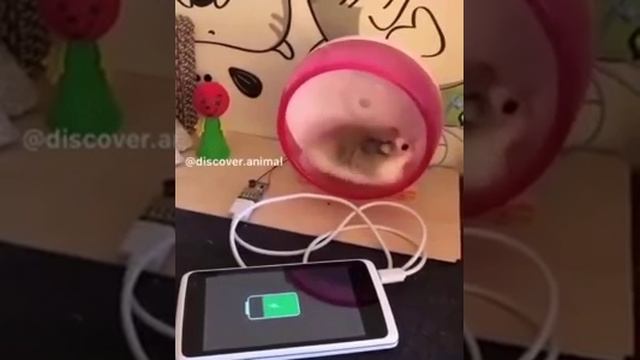Хомяк пригодился смотреть онлайн