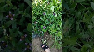 Цветок "Черноголовка",или "Прунелла".