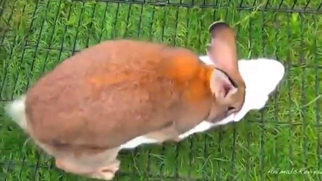 Косые смотреть онлайн