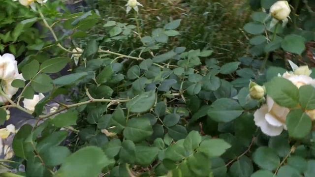 Charles Darwin rose Чарльз Дарвін троянда смотреть онлайн