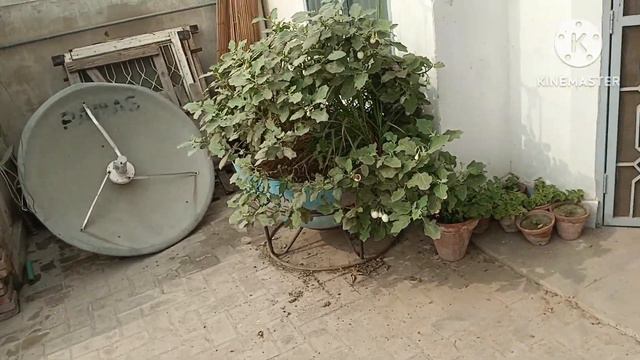 Islamabad sev wapas aakar hamare mini zoo ka Hal aur bhi jyada kharab ho gaya😭😭 смотреть онлайн