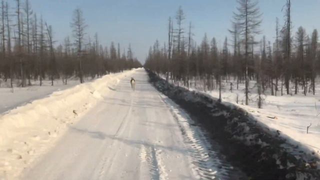 Одинокий олень на дороге смотреть онлайн