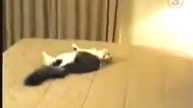 Котенок Испугался смотреть онлайн