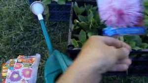 Реализация рассады астры. Есть ли выгода?