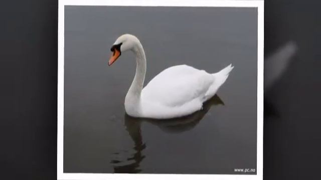 Лебединая верность смотреть онлайн
