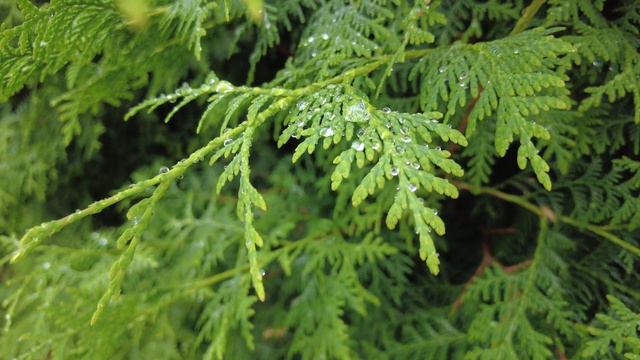 Rain Sounds & Relaxing Music 24/7 - Piano Music, Sleep, Study, Meditation смотреть онлайн