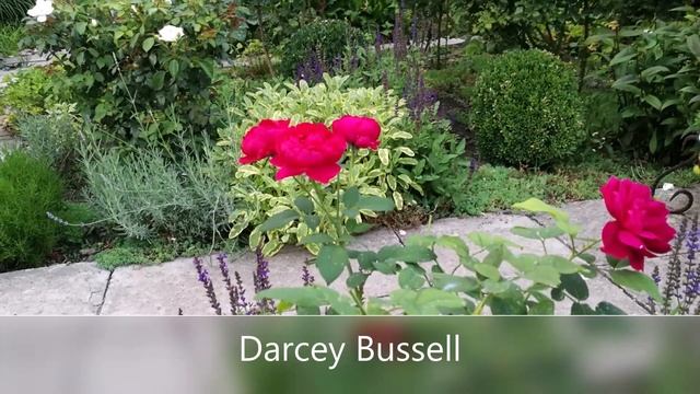 17.03.2021. Часть 2, фото восточного розария и роз с названиями сортов. смотреть онлайн