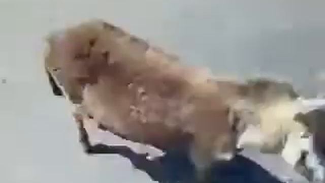 осел.mp4 смотреть онлайн