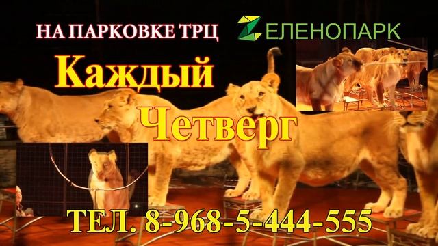 Цирк "Максимус" в Зеленопарке. с 1 по 30 июля смотреть онлайн