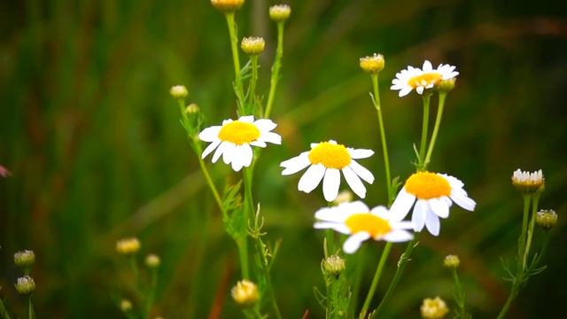 МУЗЫКА ЗАРЯЖЕНА НА ИСПОЛНЕНИЕ ЖЕЛАНИЙ. ЧАСТЬ 2 смотреть онлайн