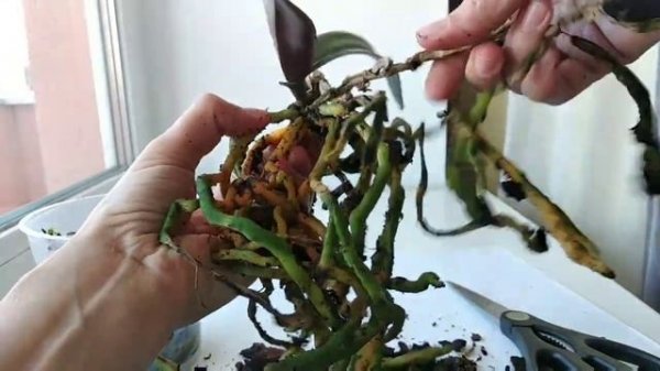 Как спасти орхидею без листьев? У орхидеи отпали все листья, можно спасти.