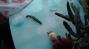 Стапелия ...Переизбыток влаги ,может привести к гибели цветка ..☹️?