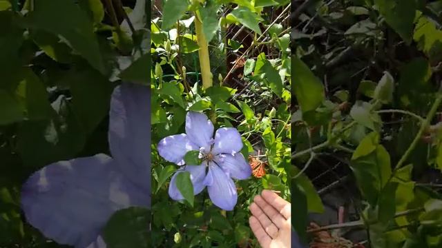 Клематисы Июнь 2019 смотреть онлайн