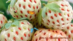 Земляника садовая Анабланка (fragaria ananassa) ? обзор: как сажать, рассада земляники Анабланка