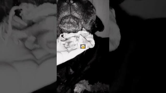 это не слюни. #ротвейлертолстый #ротвейлер #собаки смотреть онлайн