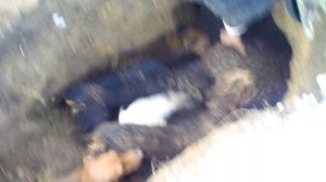 Охота на борсука