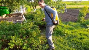 Опрыскиватель аккумуляторный Champion SA 16/ Подробный  обзор и работа.