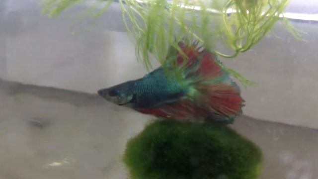 Красивый сине-зелёный петушок Орион меняет свой цвет от изменения угла освещения смотреть онлайн