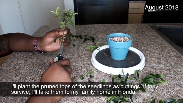 Meiwa Kumquats from seed to fruit in under one and a half years - January 2018 through March 2019 смотреть онлайн