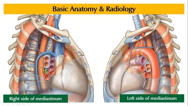 Video 1 of 20 Mediastinal Anatomy смотреть онлайн