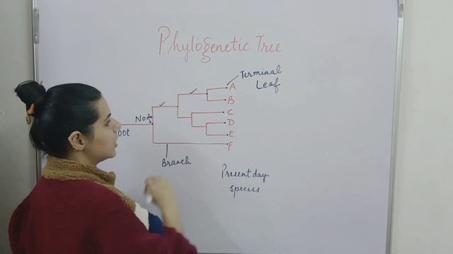Phylogenetic tree - easy смотреть онлайн