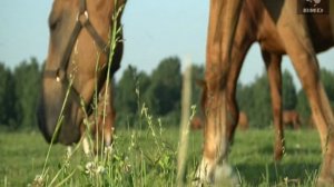 Служу Отчизне 26.10.2014