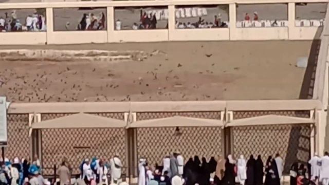 Jannati Pahad | Uhad Ka Pahad | Jable Uhad | Madina Vlog @NkTaiba смотреть онлайн