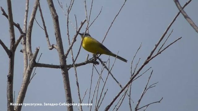 Желтая трясогузка. Западно-Сибирская равнина смотреть онлайн