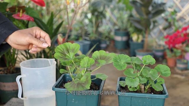天竺葵叶片泛棕色时，谨记好这2要点，避免生长差，没花开 смотреть онлайн