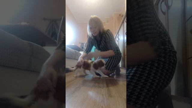 #щенок #кавалеркингчарльзспаниель #выполнение #команды смотреть онлайн