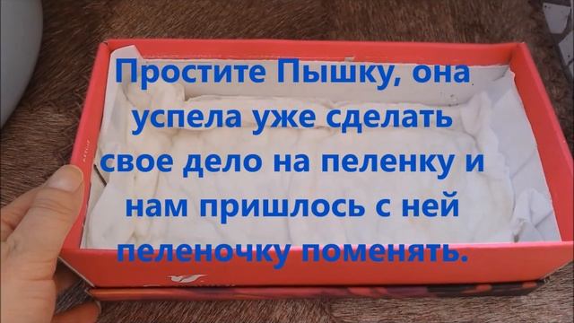 Уход за сухопутной черепахой. Собираемся с Пышкой на дачу. Часть I. смотреть онлайн