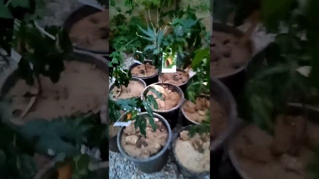 Castanospermum / Castano Nuts Seedlings ?✔️ +961 76 34 74 24 смотреть онлайн