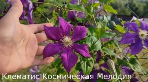 Клематисы для начинающих. Посадка и уход