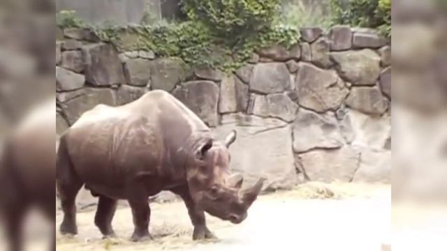 5 ЖИВОТНЫХ КОТОРЫЕ ВЫМЕРЛИ