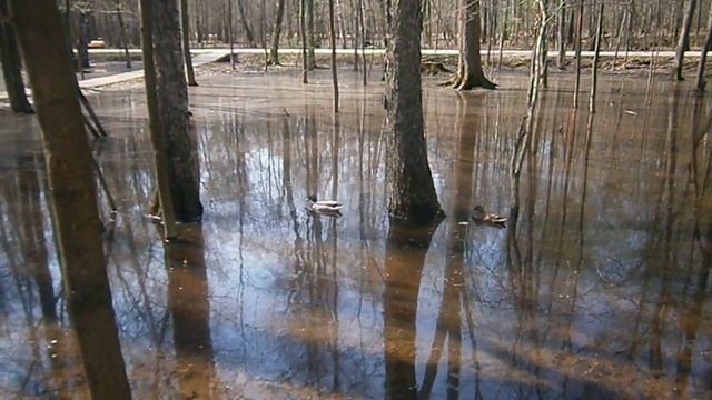 Москва.Парк Кусково вода подобралась.утки в лесу прижились.19.04.2023 смотреть онлайн