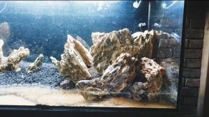 Запуск аквариума на 600л. Хардскейп из камня Дракон. Часть 1.