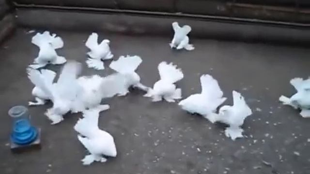 Cтатные голуби в Kазахстане / Stately pigeons in Kazakhstan ( Михаил Алексеенко / Костанай ) смотреть онлайн