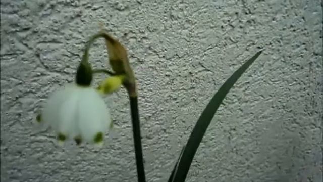 Bunga Musim Semi Unik Bentuk Lonceng Loddon Lily Leucojum Aestivum смотреть онлайн