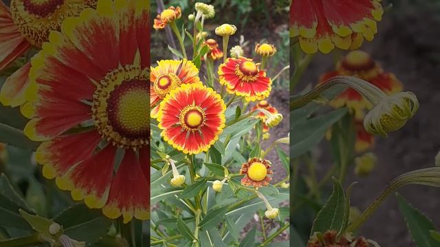 ГЕЛЕНИУМ многолетний смотреть онлайн